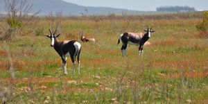 Bontebok National Park (Image courtesy of capewithmac.co.za)